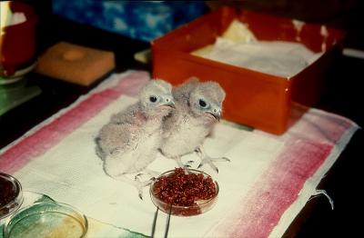 Mauritius Parakeet Chicks