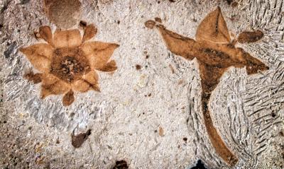 Fossilized Flowers