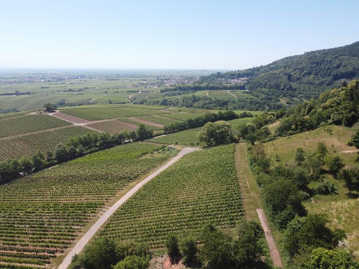 Vineyard hillside