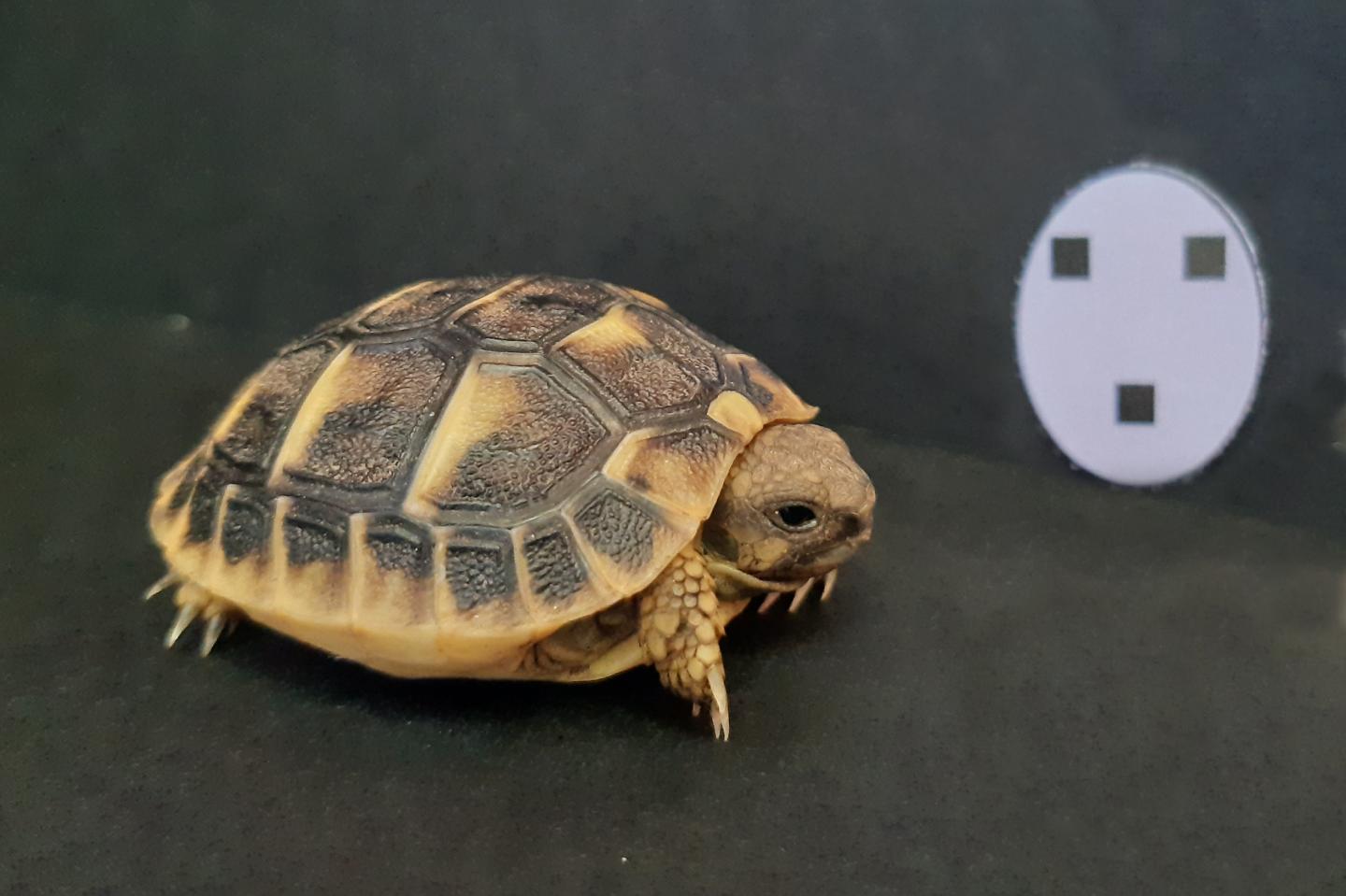 A Newly-Hatched Testudo Hermanni Tortoise Approching a Face-Like Stimulus