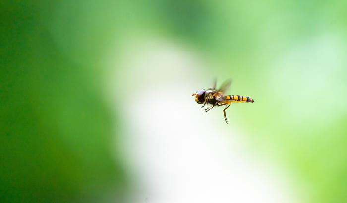 A marmalade hoverfly