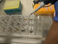 Placing drops of virus suspension on sterile surfaces prior to ozone exposure