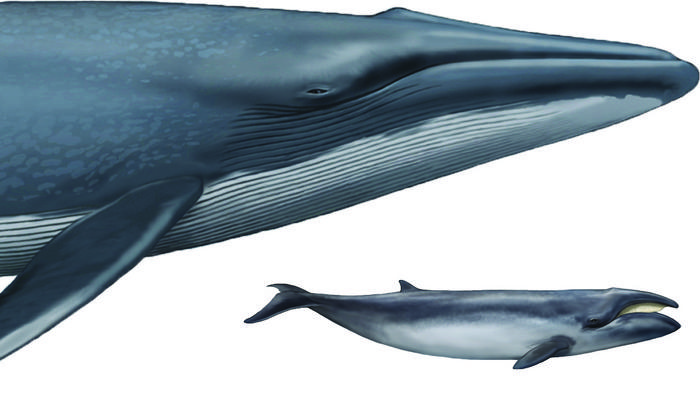 Caperea and blue whale