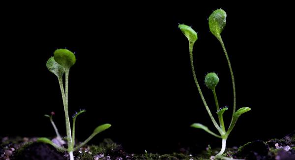 <I>Arabidopsis</I>