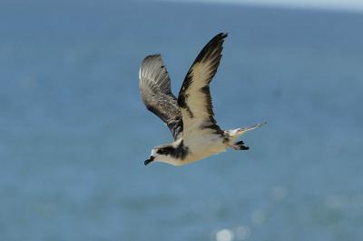 Hawaiian Petrel