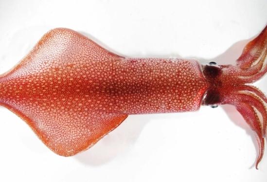 Swordtip Squid (<i>Uroteuthis edulis</i>)