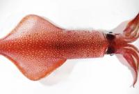 Swordtip Squid (<i>Uroteuthis edulis</i>)