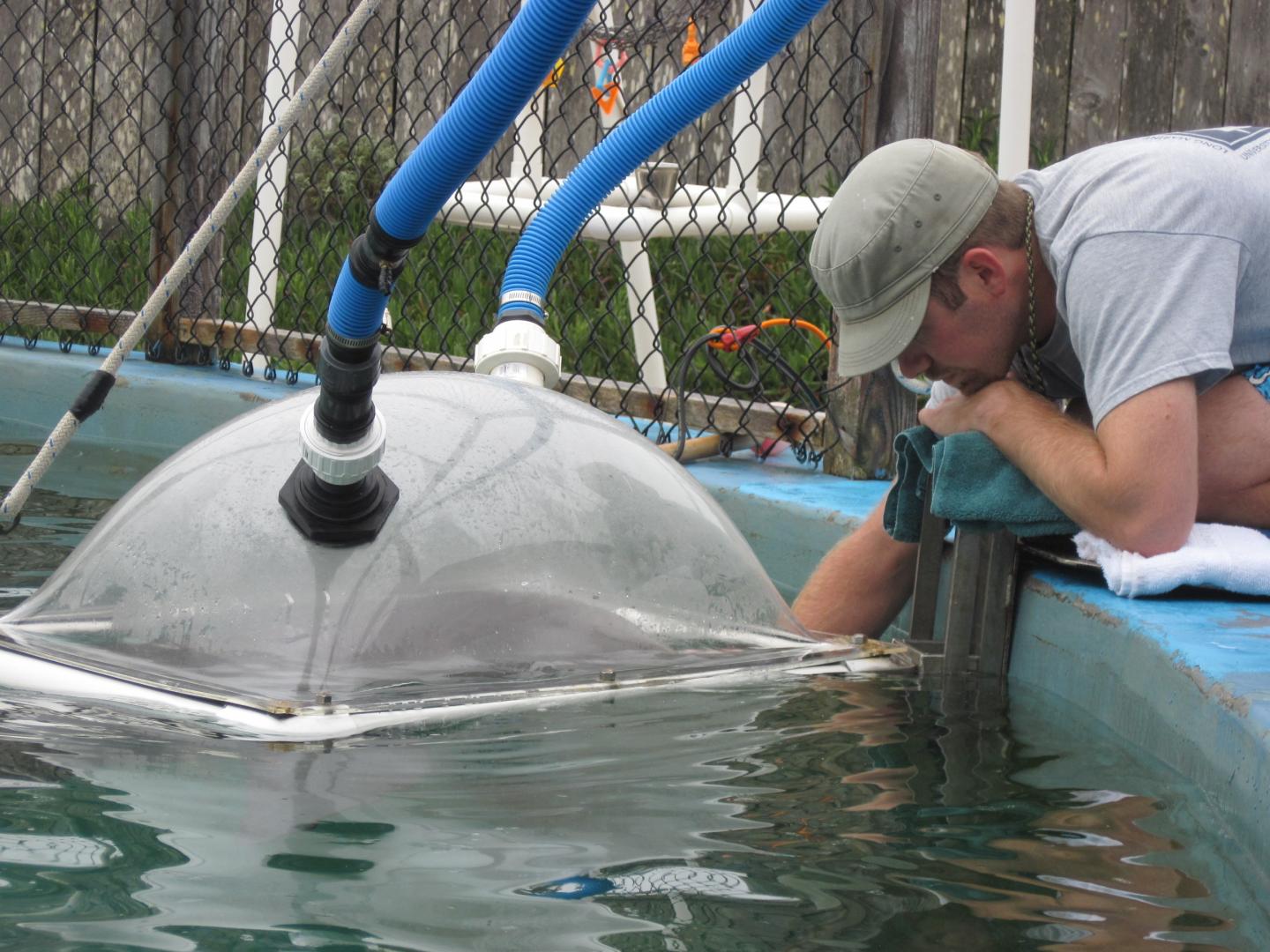 Research Gauges How Much Energy Dolphins Use When Vocalizing