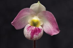 Paphiopedilum vietnamense