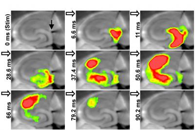 Activity-wave Hippocampus