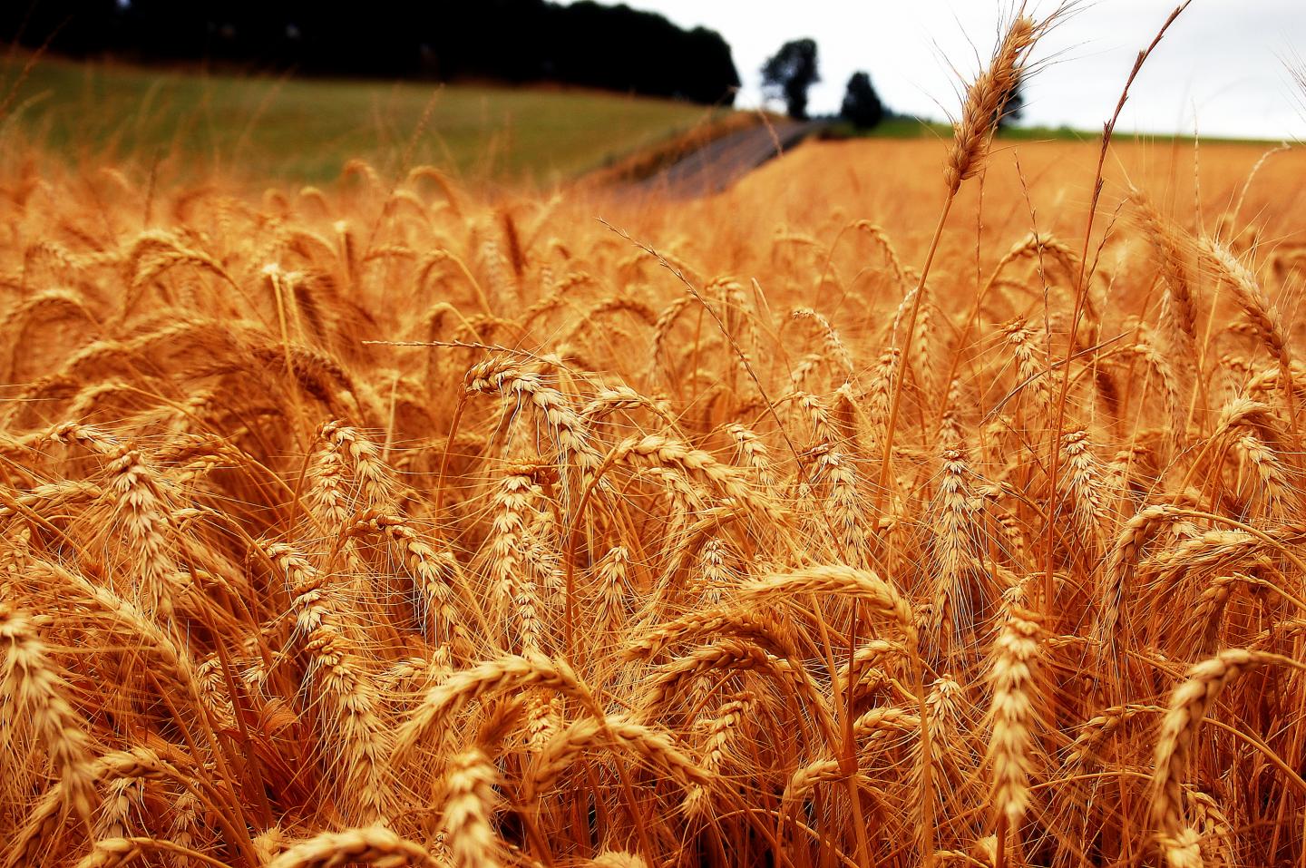 Wheat Field