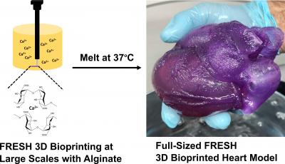 Method for 3D Bioprinting a Heart