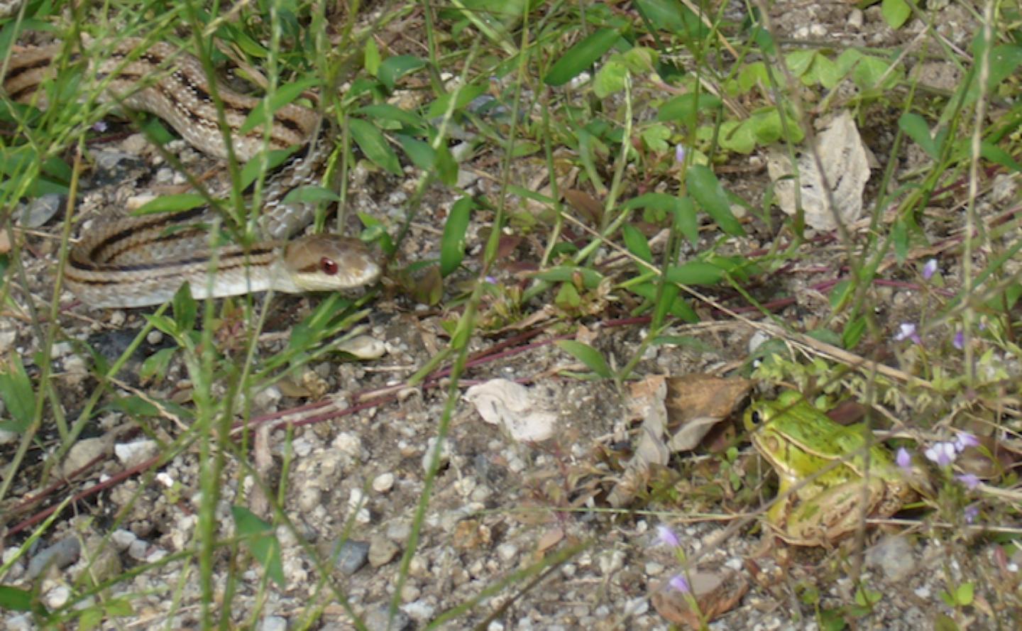 The frog and snake staredown