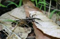 Male Wolf Spider on Leaf Litter (2 of 2)
