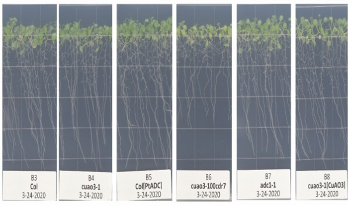 Image of seedlings with different genotypes