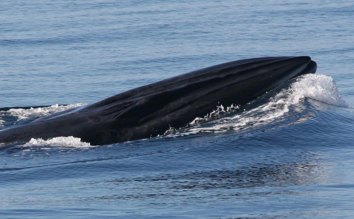 Bryde's whale, Hauraki Gulf, Auckland, New Zealand