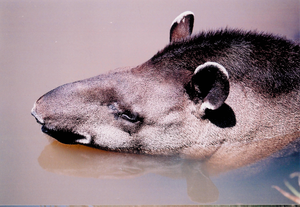 Lowland tapir