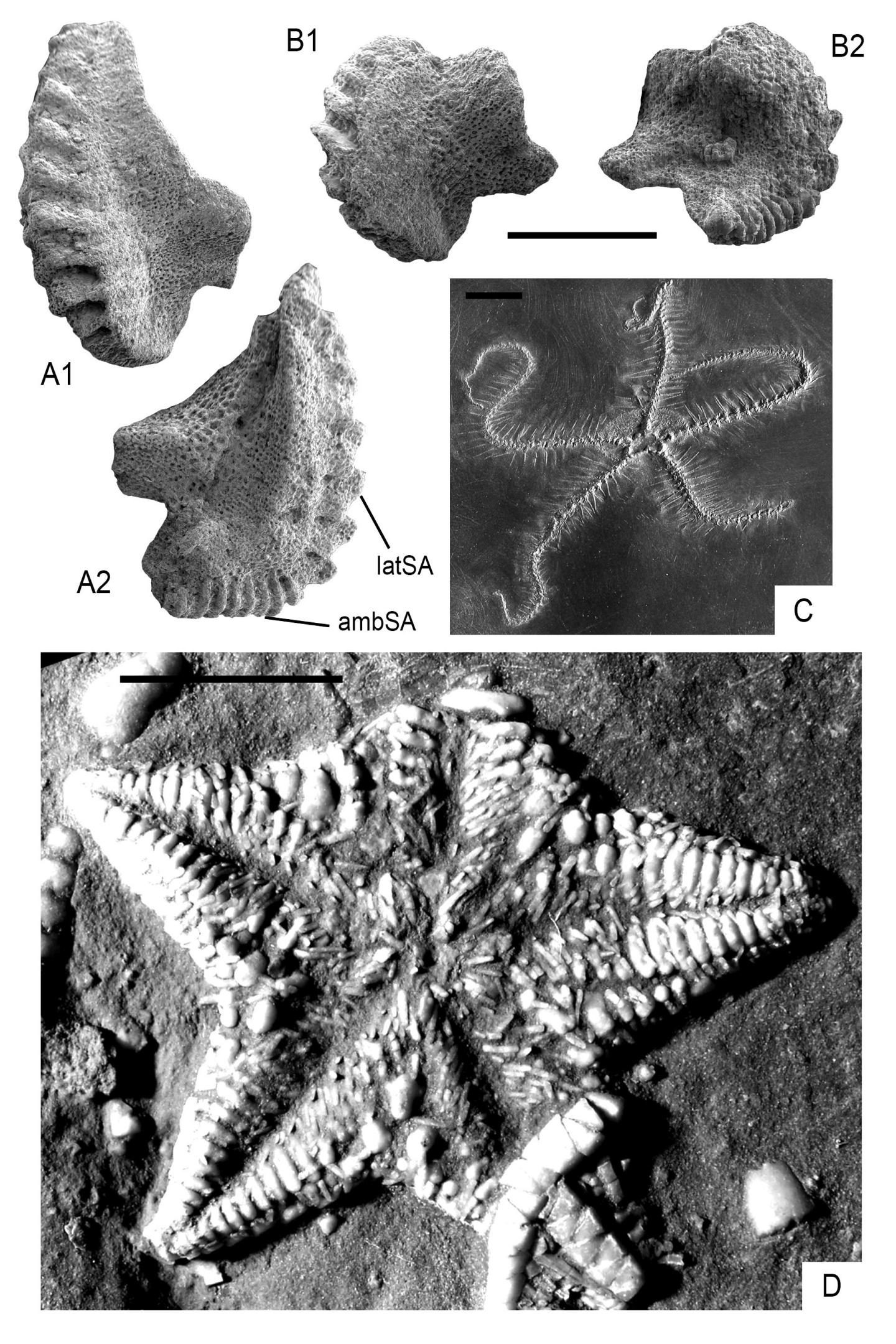 Figure 2: Paleozoic Hangover Asterozoans