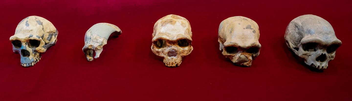 Comparison of Homo skulls
