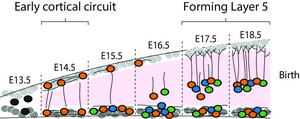 Embryonic Circuit Development