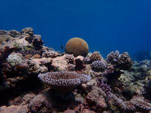 Palau coral reef