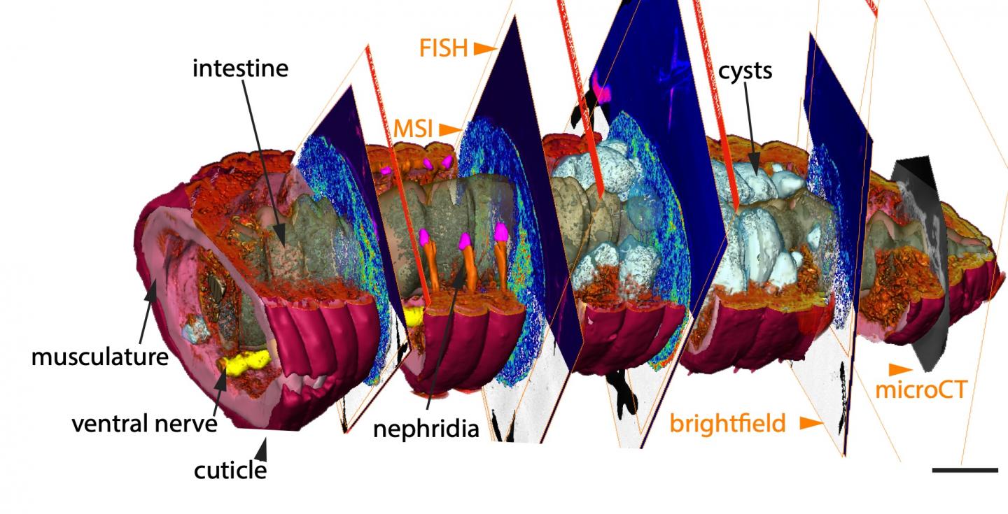 3D CHEMHIST Atlas or the Posterior End of An Earthworm, Used in This Study