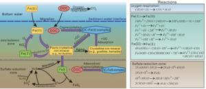 The interplay between iron redox and OC cycling