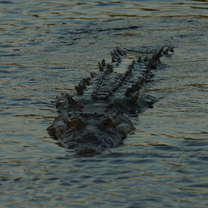 American Crocodile (Crocodylus acutus)