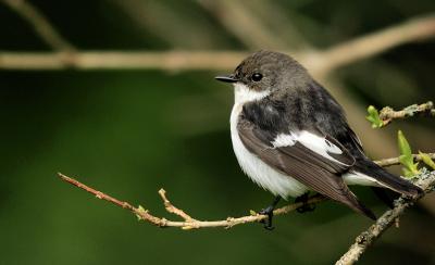 European Pied Flycatcher