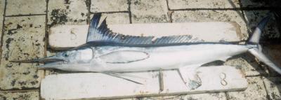 Roundscale Spearfish