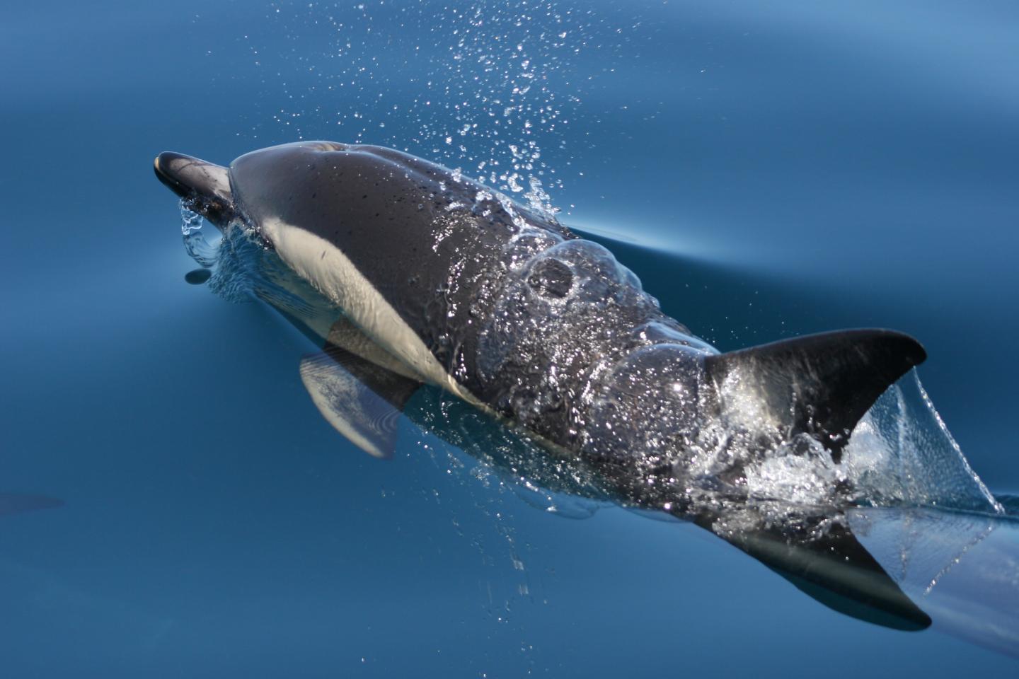 common dolphin