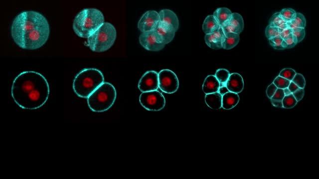 New Functionalities for Cells