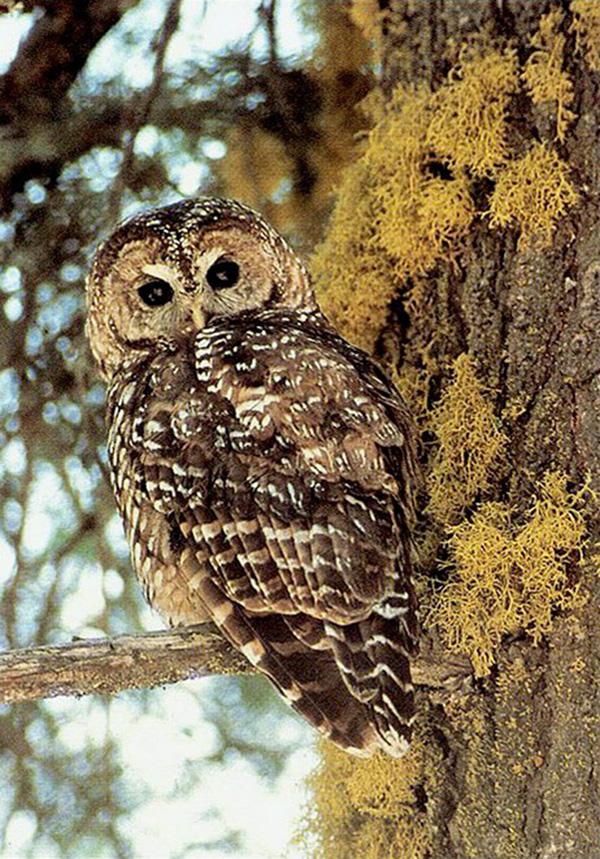 California Spotted Owl