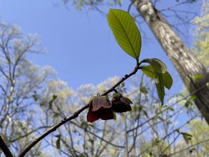 Pawpaw flower