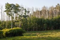 An Aspen Forest that Has Suffered Drought-Induced Dieback