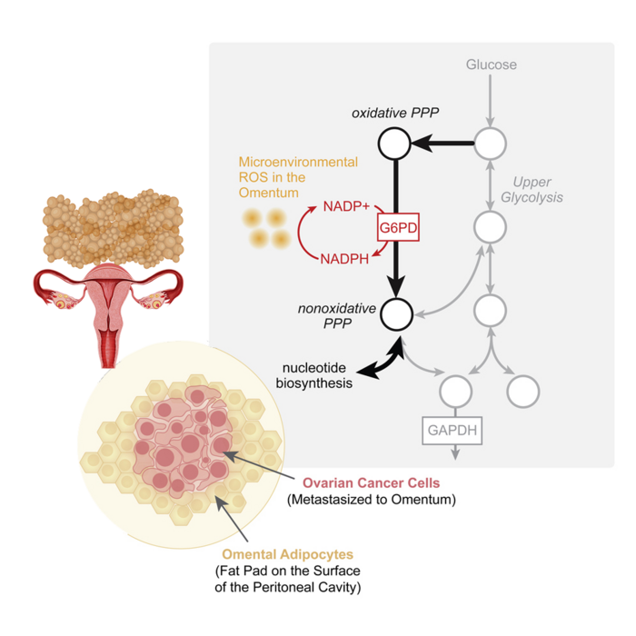 Scientists have demonstrated the pivotal role of an enzyme, glucose-6-phosphate dehydrogenase (G6PD), in facilitating ovarian cancer (OC) growth and metastasis in the omentum, a curtain of fatty tissue found in the abdominal cavity.