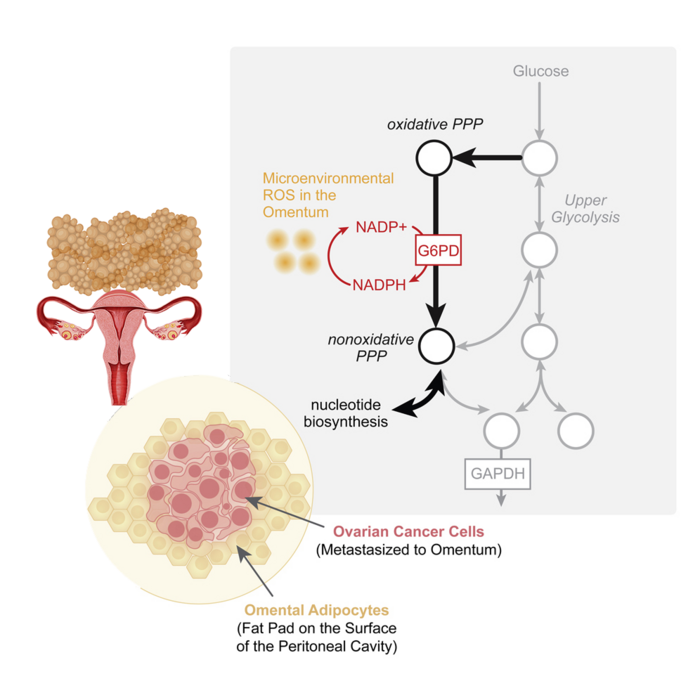 Scientists have demonstrated the pivotal role of an enzyme, glucose-6-phosphate dehydrogenase (G6pD), in facilitating ovarian cancer (OC) growth and metastasis in the omentum, a curtain of fatty tissue found in the abdominal cavity.