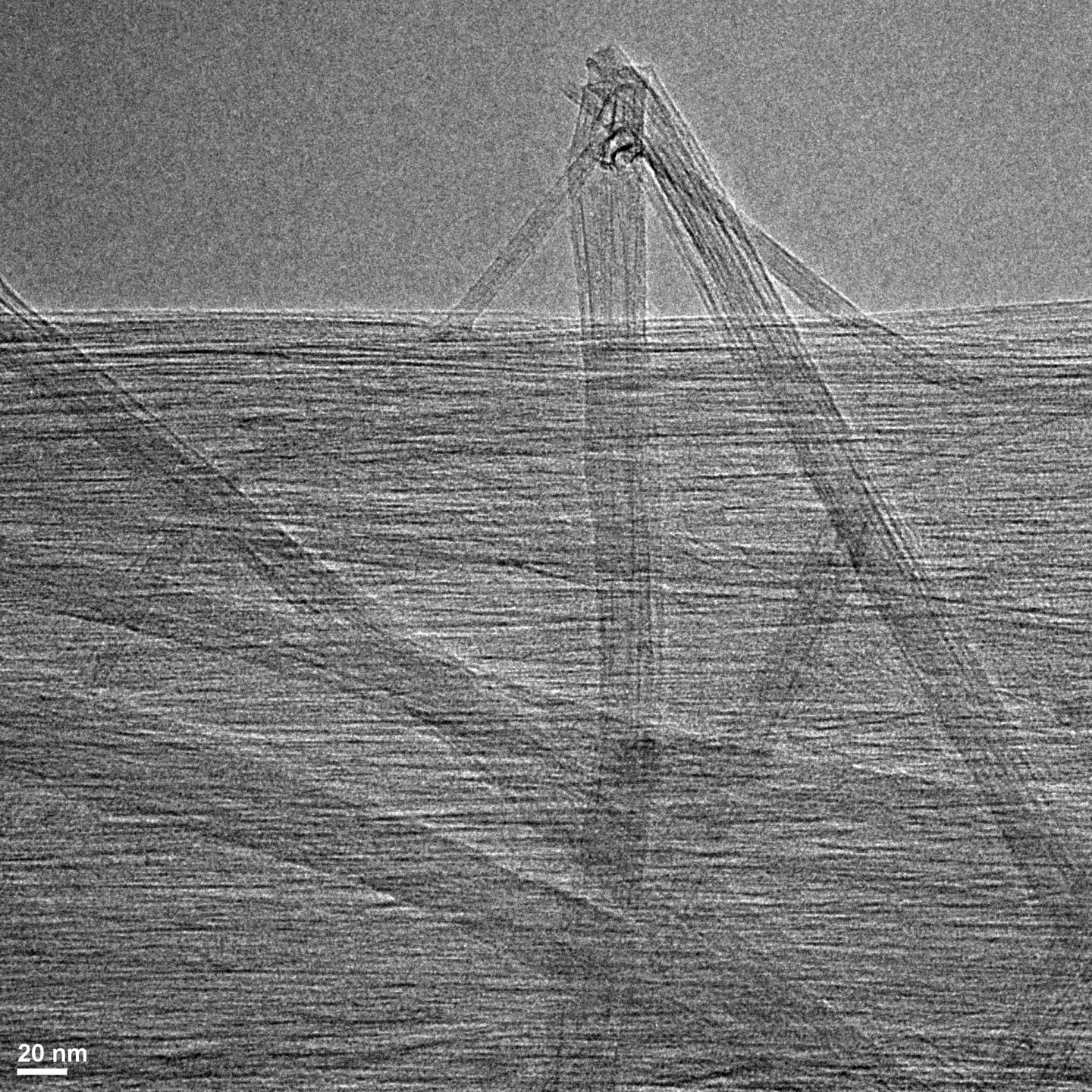 Purified Carbon Nanotubes
