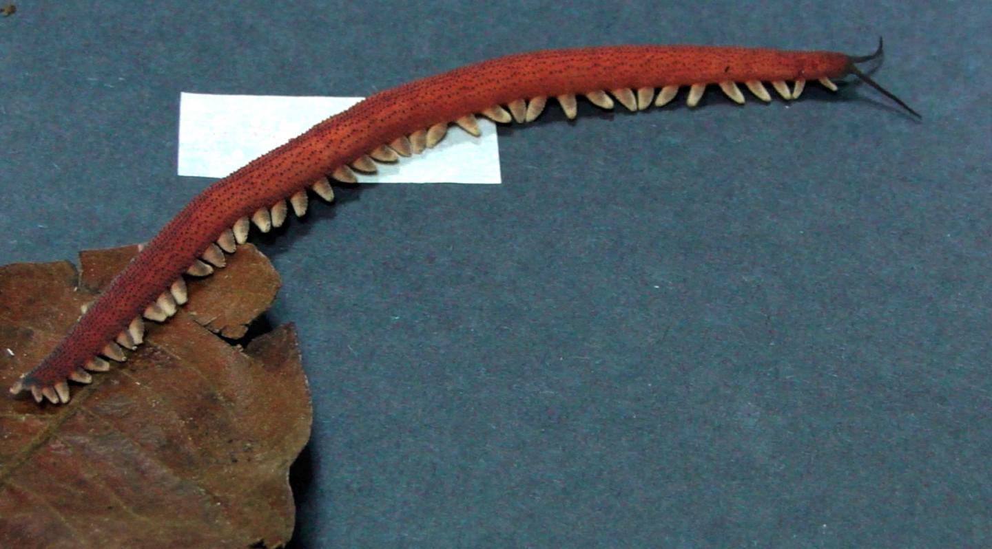 Velvet Worm [IMAGE] EurekAlert! Science News Releases