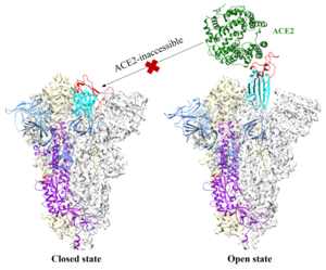 Keeping SARS-CoV-2 closed for business with small molecules