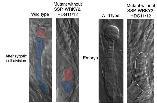 Zygote (Left) and Embryo (Right) of the Wild type and a Mutant Lacking Parental Factors