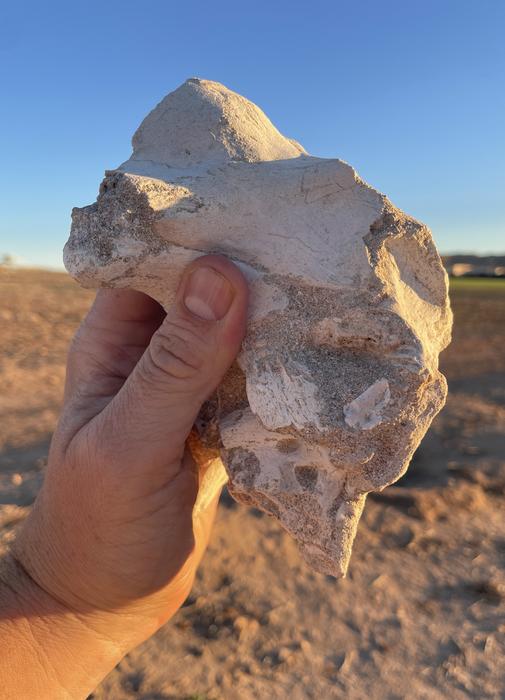 Duckbill braincase fossil