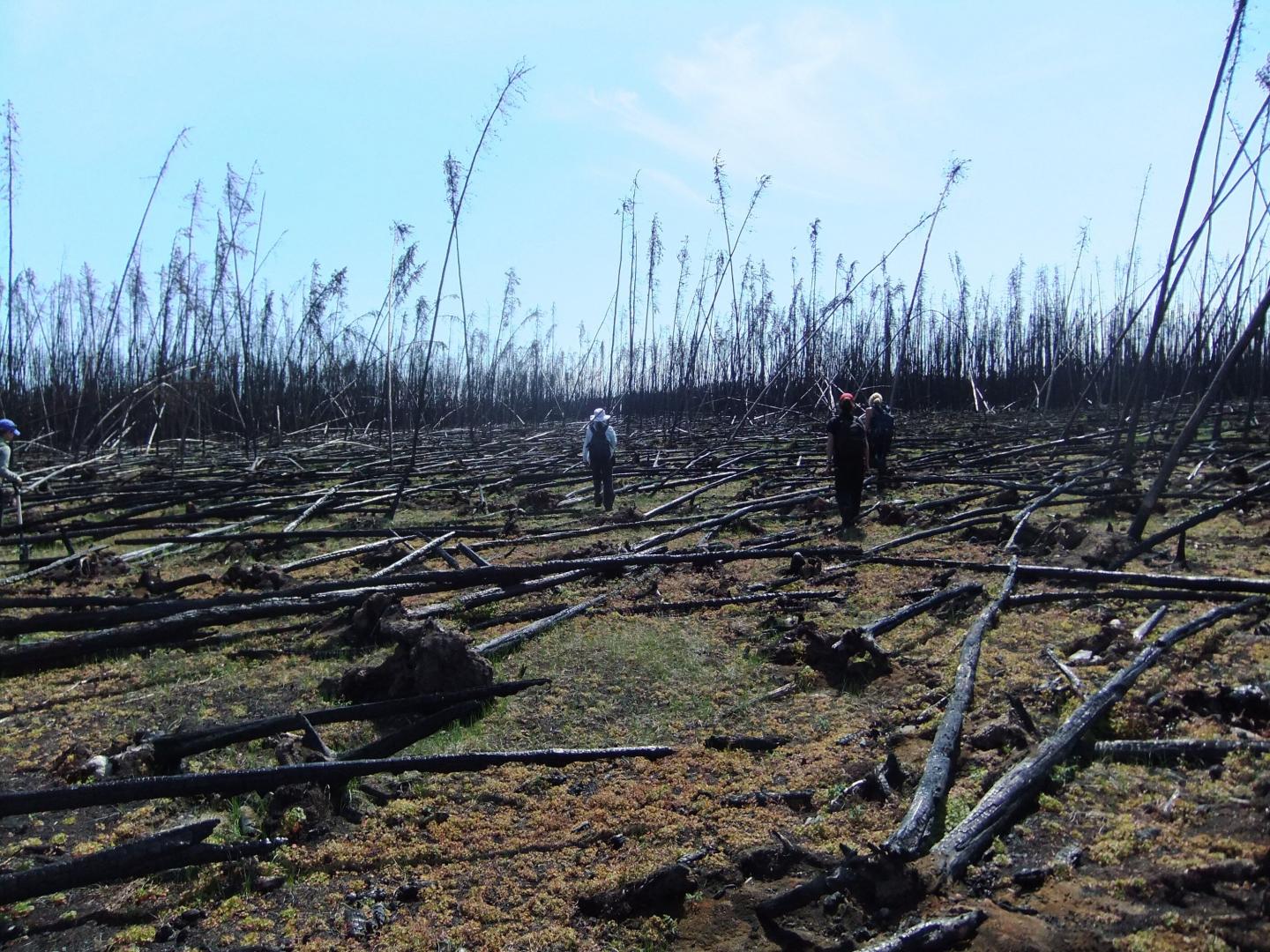Boreal Forest Fires Could Release Deep Soil Carbon