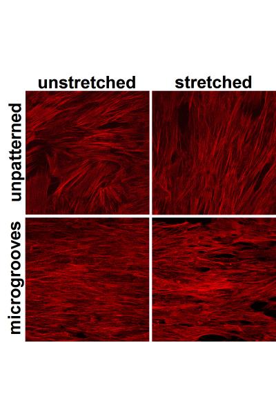Stretched Mesenchymal Stem Cells