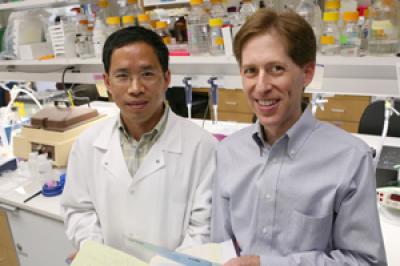 Dr. Matthew Goldberg and Xiaodong Ding, UT Southwestern Medical Center