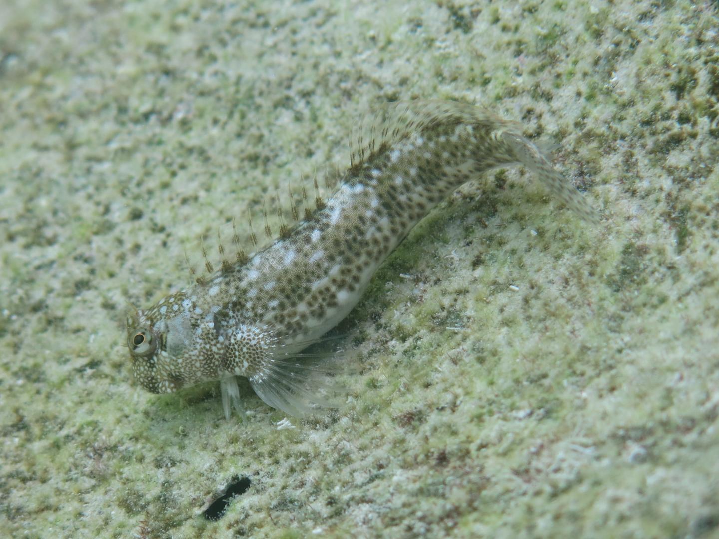 A Leaping Blenny