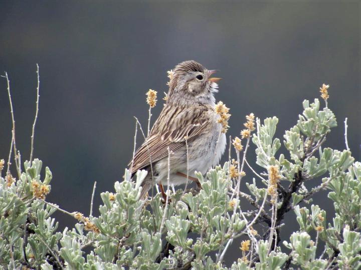 UM Student Research Tests Ways to Reduce Errors in Wildlife Surveys