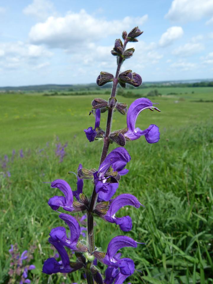 Meadow Clary