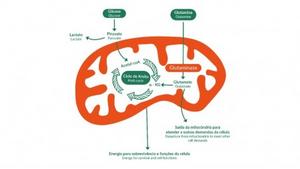 Strategy to combat breast cancer involves two-pronged attack on enzyme that ‘feeds’ tumor