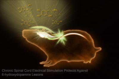 Chronic Spinal Cord Electrical Stimulation Protects Against 6-hydroxydopamine Lesions